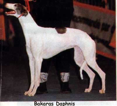 CH. Bakara's Daphnis
