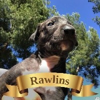 RAWLINS