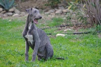 Bakara's - Greyhound - Portée née le 02/10/2015