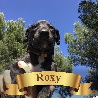 ROXY