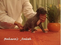 Bakara's - Greyhound - Portée née le 18/10/2014