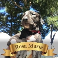 ROSA MARIA