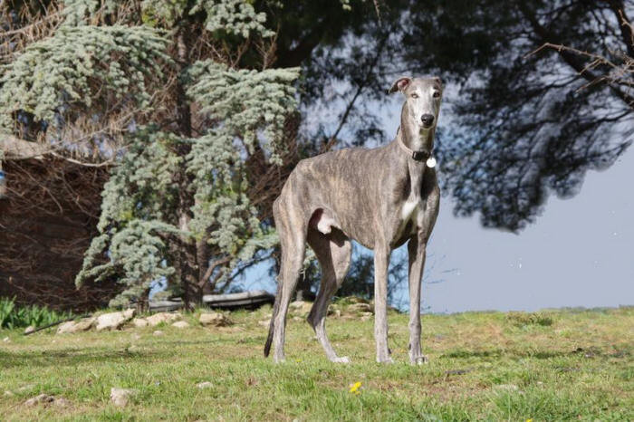 Bakara's Pol aurelien