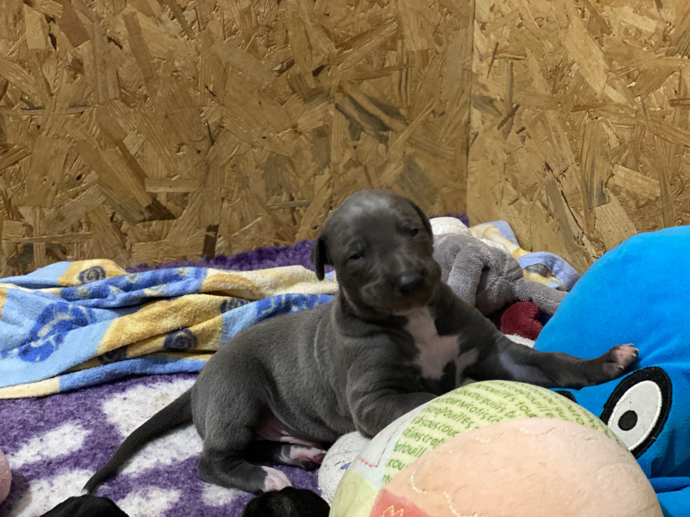 Bakara's - Greyhound - Portée née le 28/11/2025